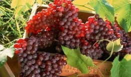 网红吃瓜葡萄图片大全,甜蜜瞬间大盘点